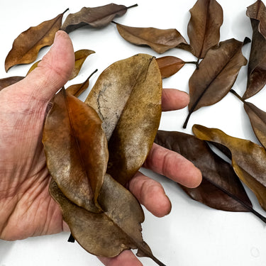Magnolia Isopod Leaf Litter